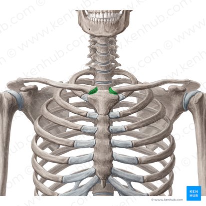 Articulación esternoclavicular (Articulatio sternoclavicularis); Imagen: Yousun Koh