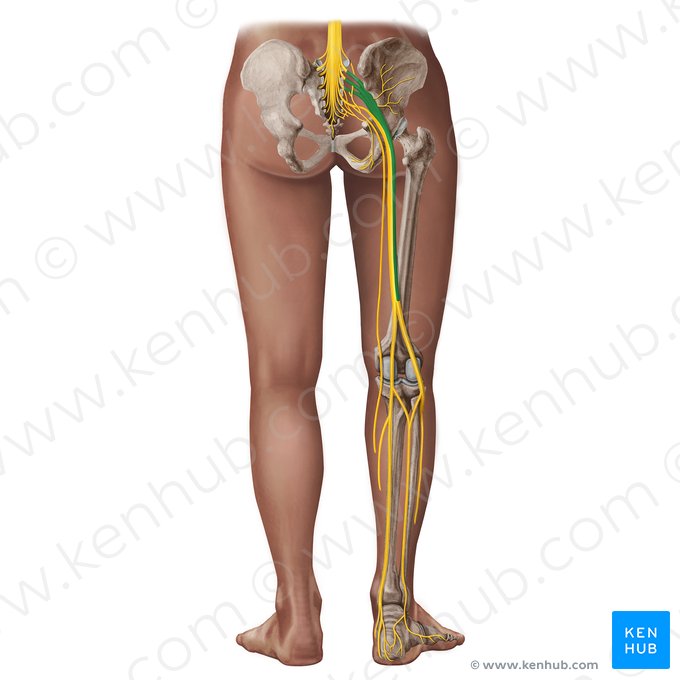 Divisão fibular comum do nervo ciático (Divisio fibularis communis nervi ischiadici); Imagem: Irina Münstermann