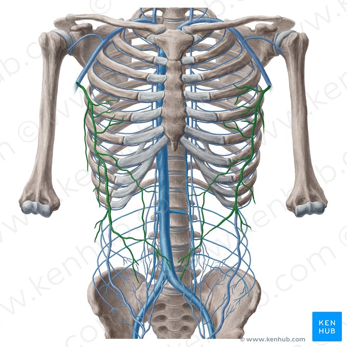 Vena toracoepigástrica (Vena thoracoepigastrica); Imagen: Yousun Koh