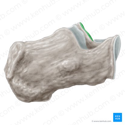 Middle talar articular surface of calcaneus (Facies articularis talaris media calcanei); Image: Samantha Zimmerman