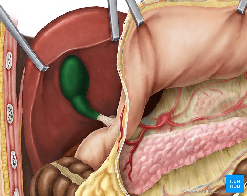 Vesícula biliar - vista anterior (verde)