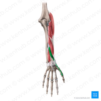 Músculo extensor corto del pulgar (Musculus extensor pollicis brevis); Imagen: Yousun Koh