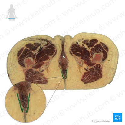 External anal sphincter (Musculus sphincter externus ani); Image: National Library of Medicine