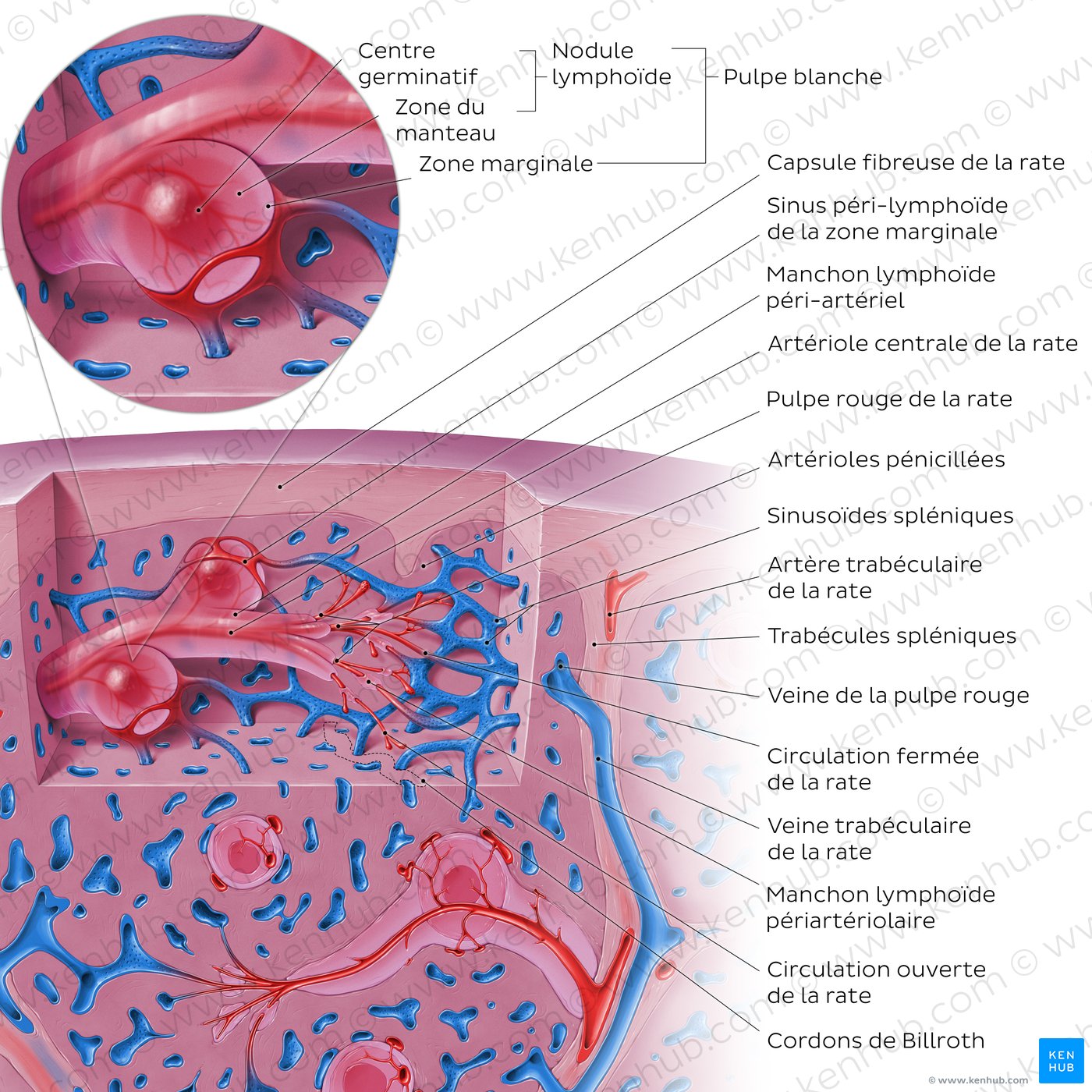 Schéma de l’anatomie microscopique de la rate