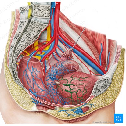 Right vesical veins (Venae vesicales dexter); Image: Irina Münstermann