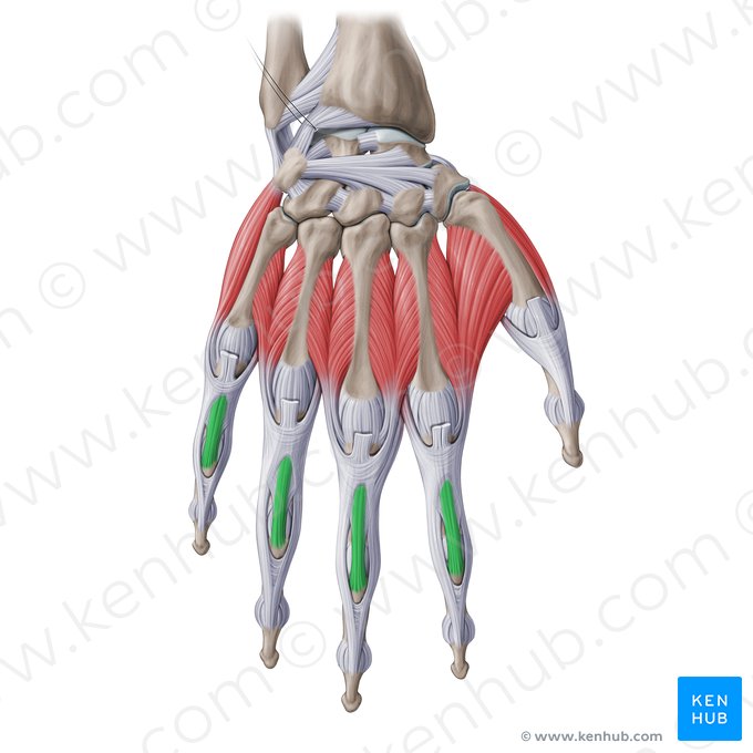 Banda central da expansão digital dorsal da mão (Fasciculus centralis aponeurosis extensoriae manus); Imagem: Paul Kim