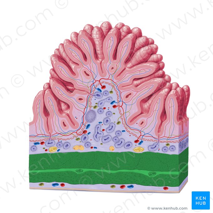 Túnica muscular (Tunica muscularis); Imagem: Paul Kim