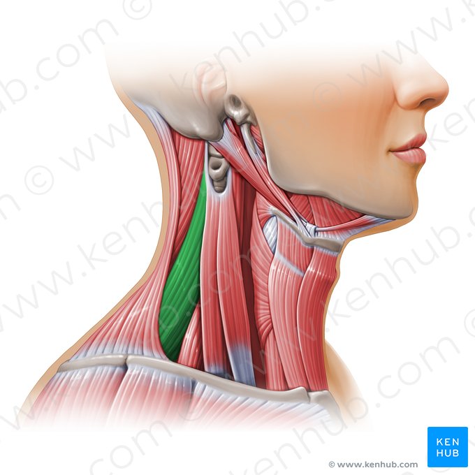 Músculo elevador de la escápula (Musculus levator scapulae); Imagen: Paul Kim