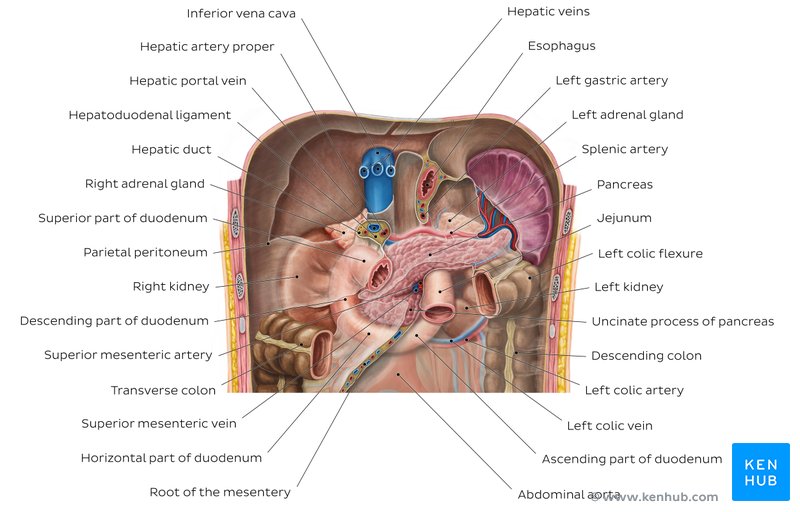 Kidneys in situ (overview)