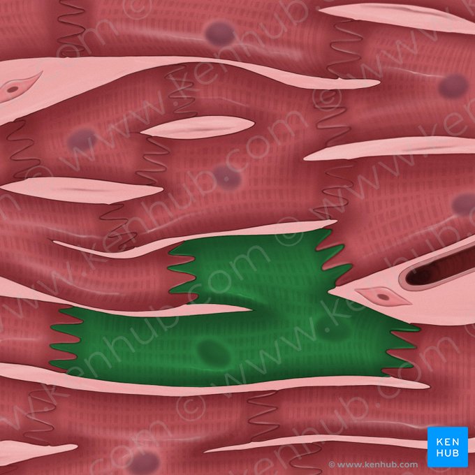 Cardiac muscle cell (Cardiomyocytus); Image: Tal Bavli Ziv