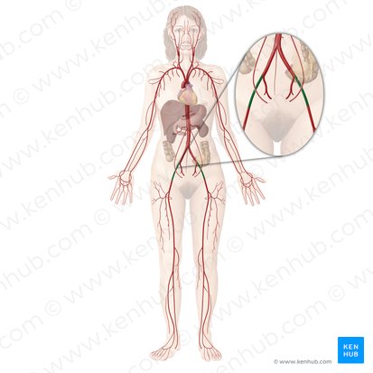 Arteria iliaca externa (Äußere Beckenarterie); Bild: Begoña Rodriguez