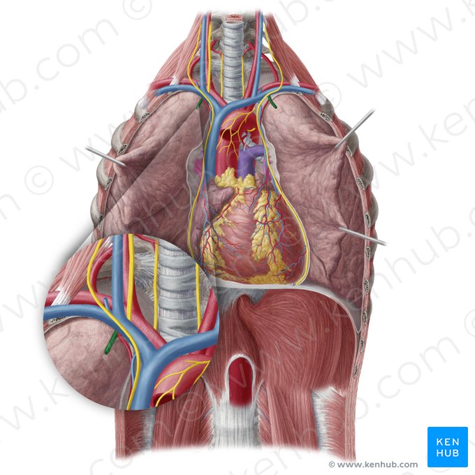 Artéria torácica interna (Arteria thoracica interna); Imagem: Yousun Koh