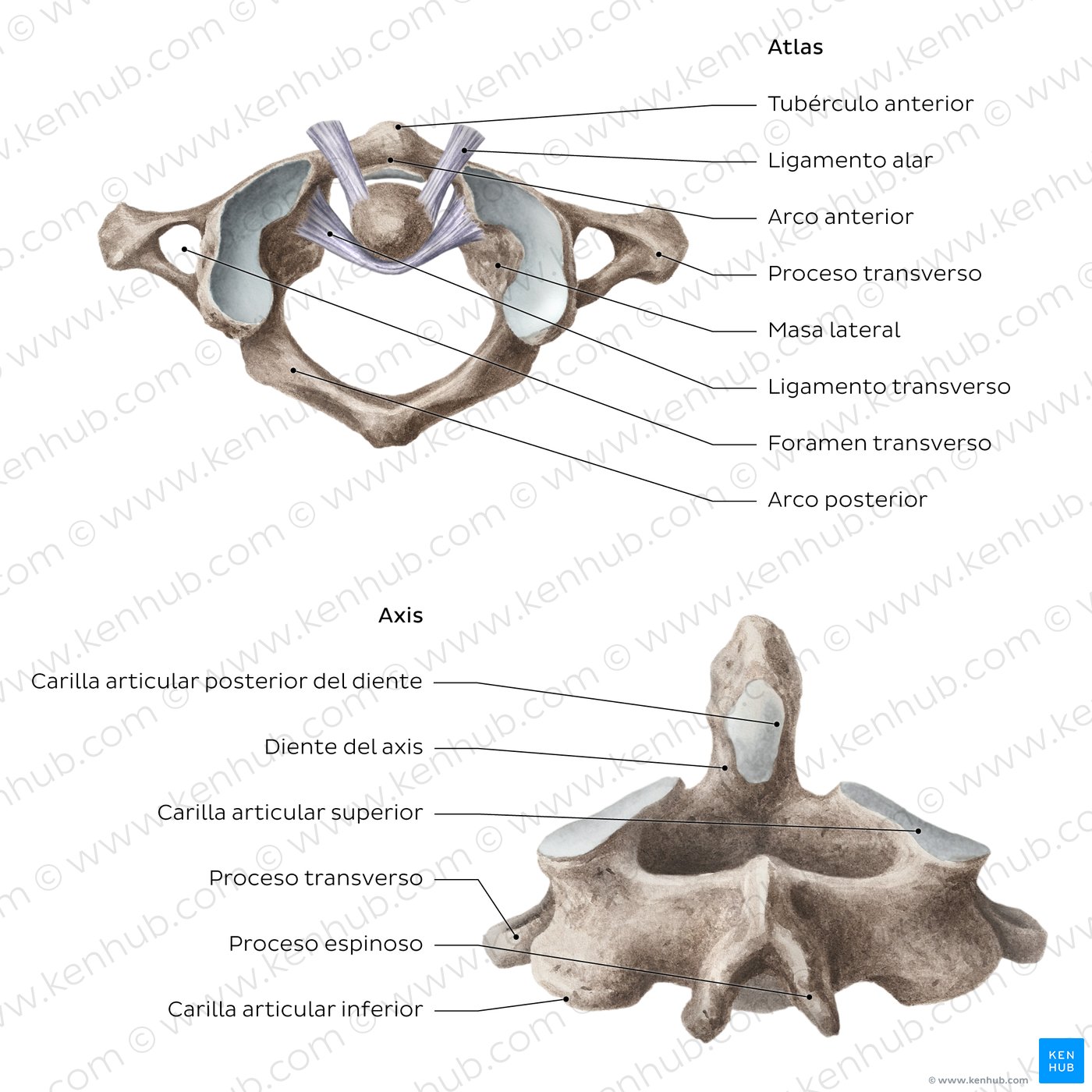 Atlas y axis