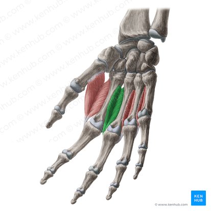 2° músculo interósseo dorsal (Musculus interosseus dorsalis 2 manus); Imagem: Yousun Koh
