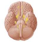 12 cranial nerves