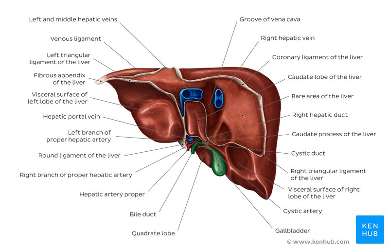 Anatomy of the liver: Posterior view