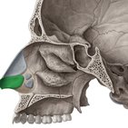 Lateral wall of the nasal cavity