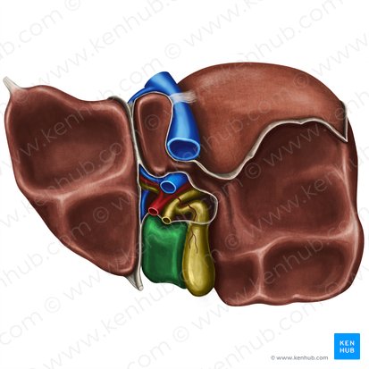 Quadrate lobe of liver (Lobus quadratus hepatis); Image: Irina Münstermann
