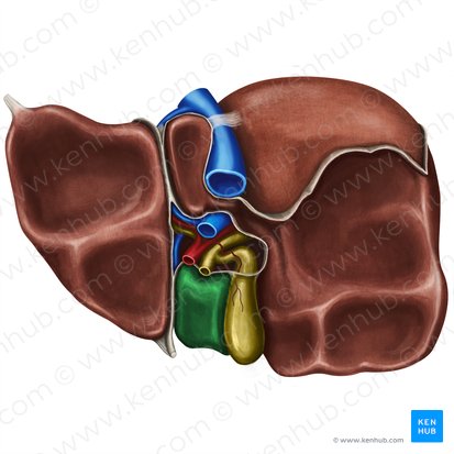 Lobo quadrado do fígado (Lobus quadratus hepatis); Imagem: Irina Münstermann