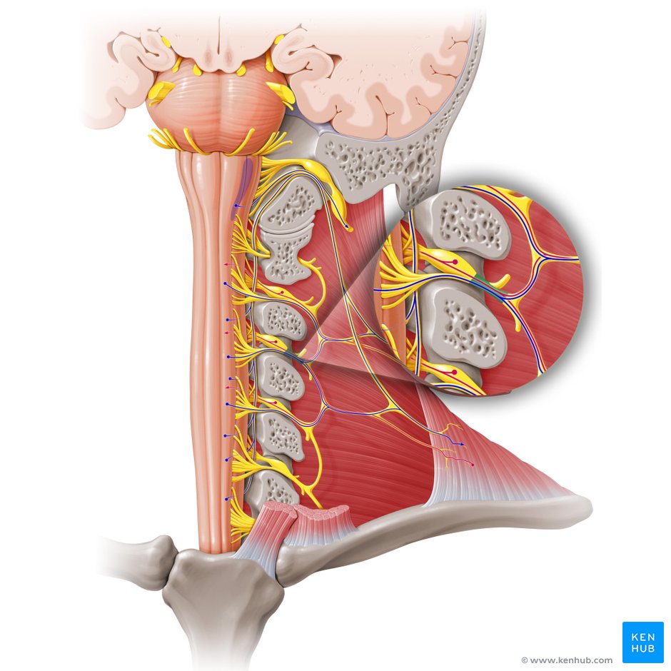 Splenius muscle
