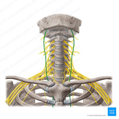 Vagus nerve (Nervus vagus); Image: Yousun Koh