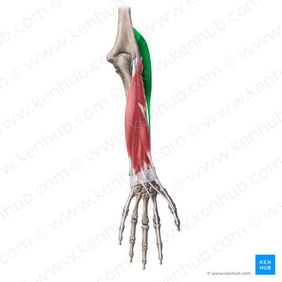 Músculo braquiorradial (Musculus brachioradialis); Imagen: Yousun Koh