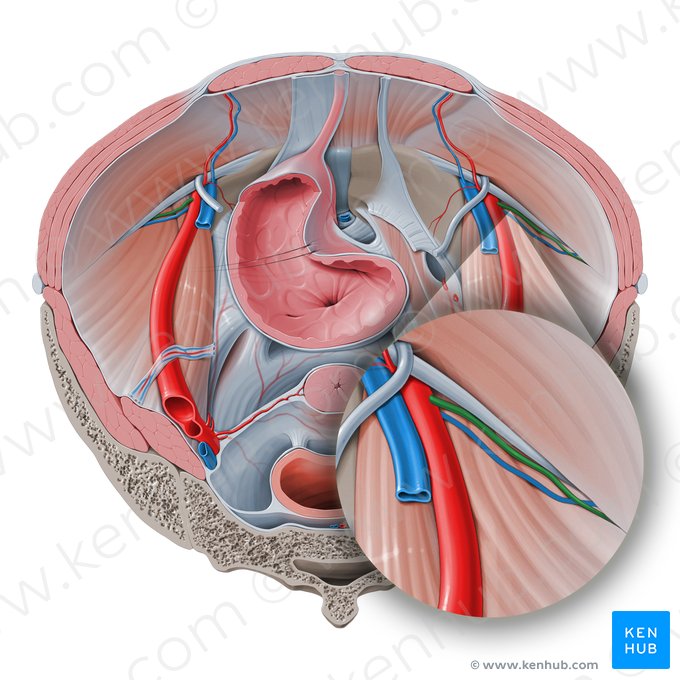 Arteria circumflexa iliaca profunda (Tiefe Darmbeinkranzarterie); Bild: Paul Kim