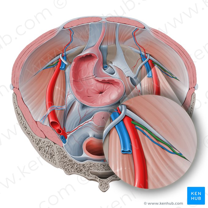 Deep circumflex iliac artery (Arteria circumflexa iliaca profunda); Image: Paul Kim