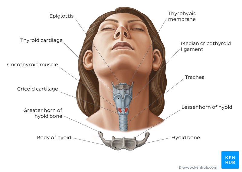 Hyoid bone anatomy