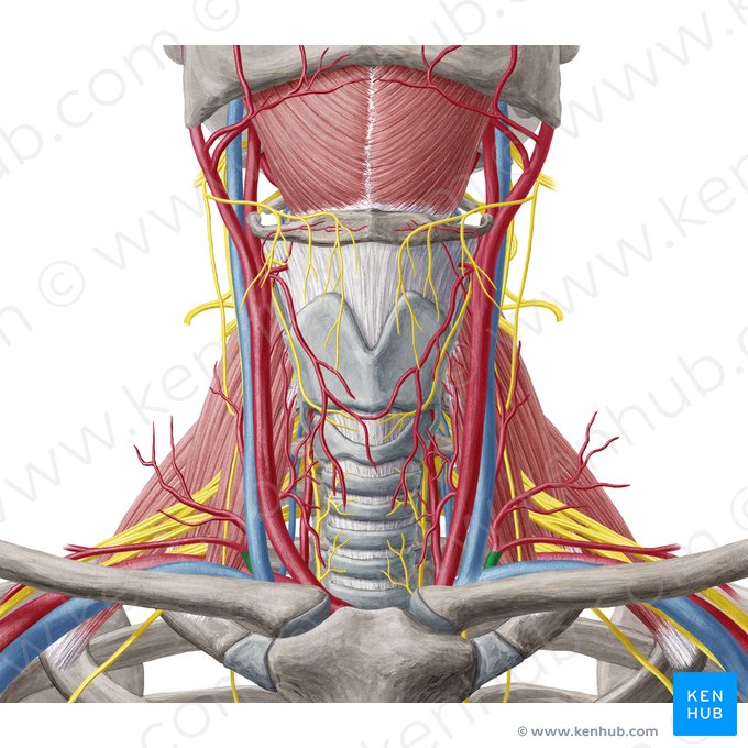 Truncus thyrocervicalis (Schilddrüsen-Hals-Stamm); Bild: Yousun Koh