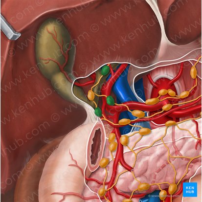 Ganglios linfáticos hepáticos (Nodi lymphoidei hepatici); Imagen: Esther Gollan
