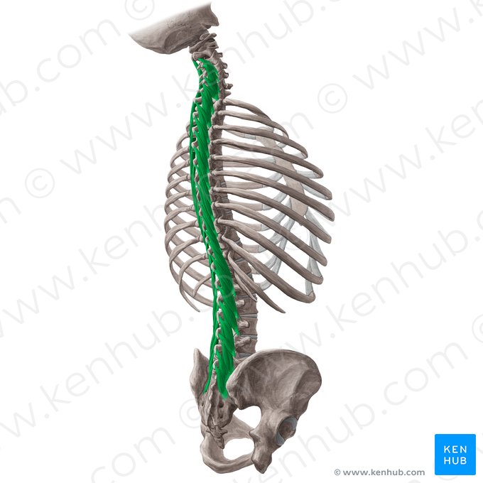 Multifidus muscle (Musculus multifidus); Image: Yousun Koh