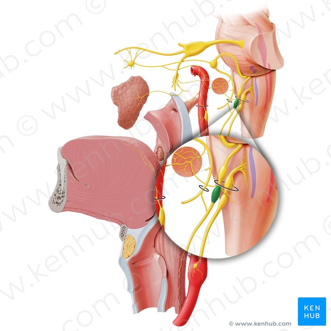 Ganglion inferius nervi glossopharyngei (Unteres Ganglion des Zungen-Rachen-Nervs); Bild: Paul Kim