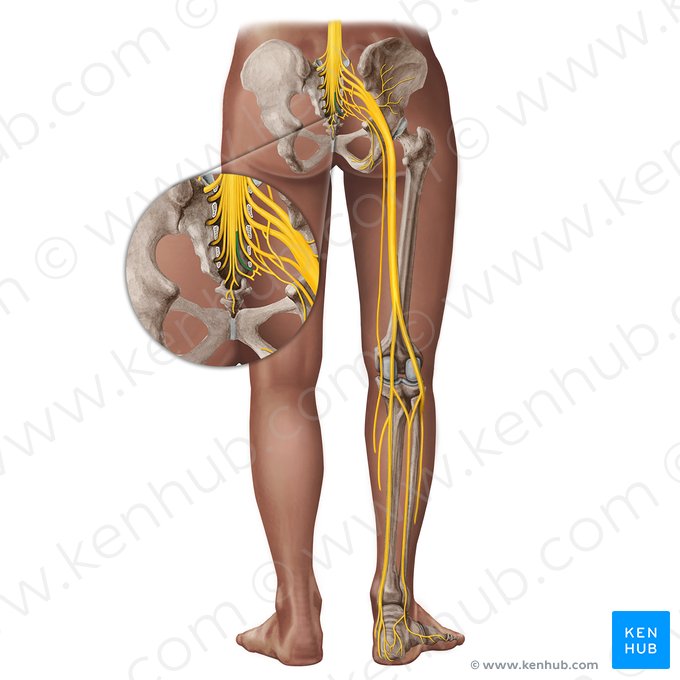 Nervus spinalis S5 (Spinalnerv S5); Bild: Irina Münstermann