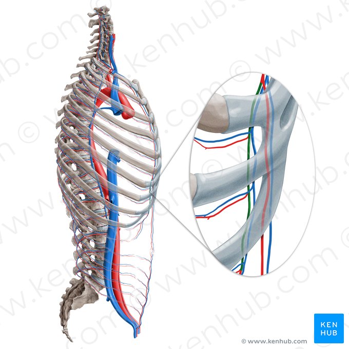 Musculophrenic artery (Arteria musculophrenica); Image: Paul Kim