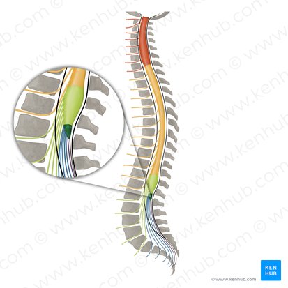 Cone medular (Conus medullaris); Imagem: Irina Münstermann