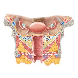 Cervix, vagina and vulva