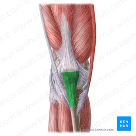 Patellar ligament (Ligamentum patellae); Image: Liene Znotina