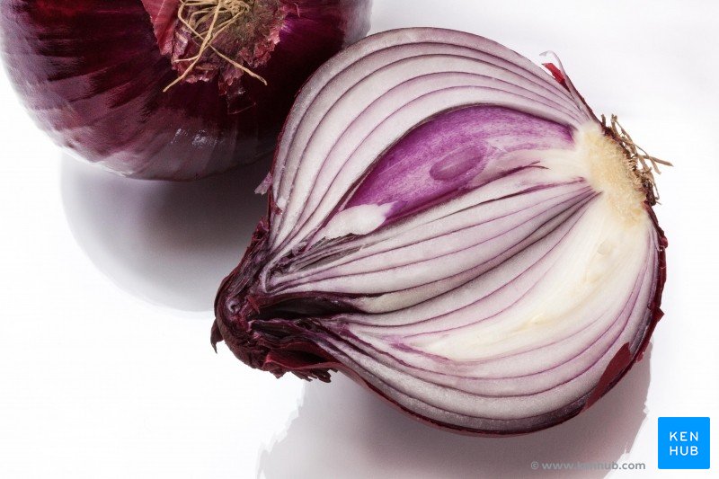 Onion