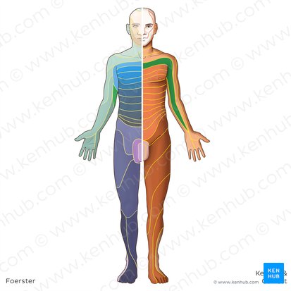 T1 dermatome (Dermatoma T1); Image: Irina Münstermann