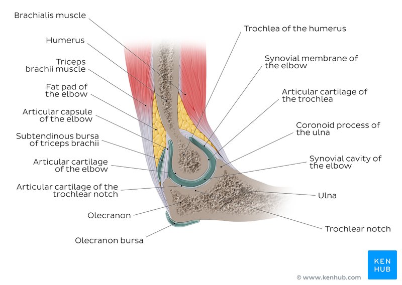 Elbow joint overview labelled
