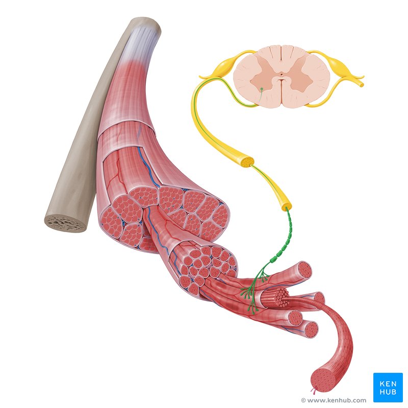 Motor neuron