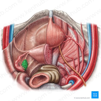 Ovary (Ovarium); Image: Irina Münstermann