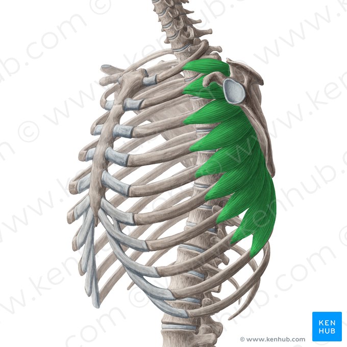 Musculus serratus anterior (Vorderer Sägemuskel); Bild: Yousun Koh