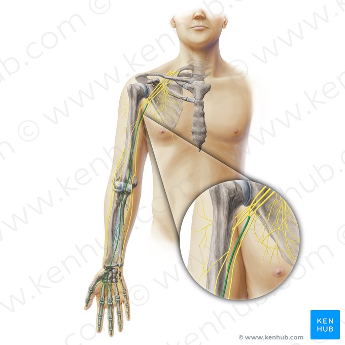 Median nerve (Nervus medianus); Image: Paul Kim