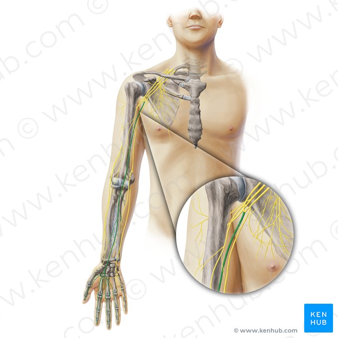 Nervus medianus (Mittelarmnerv); Bild: Paul Kim
