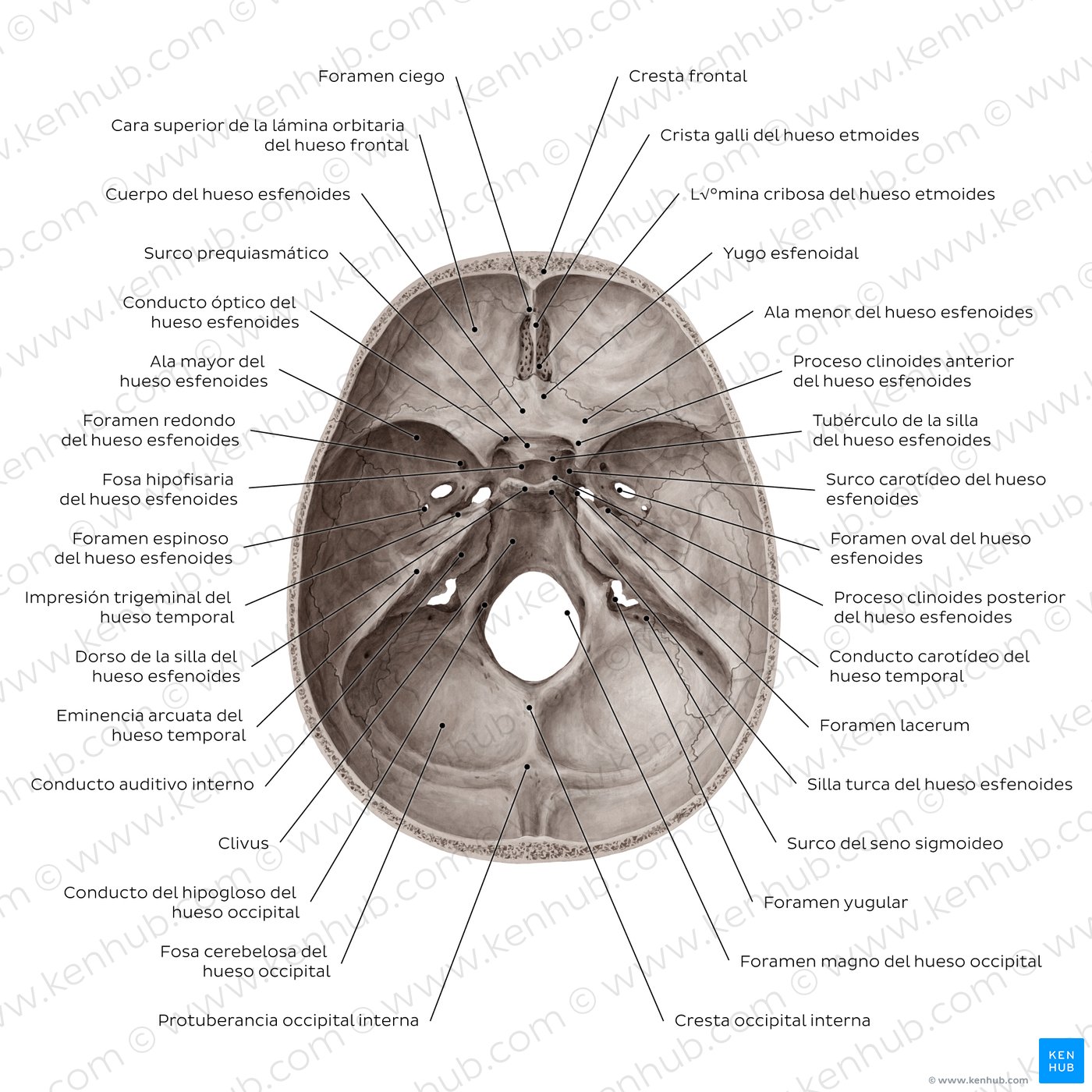 Overview of the foramina and fissures of the skull (superior view)