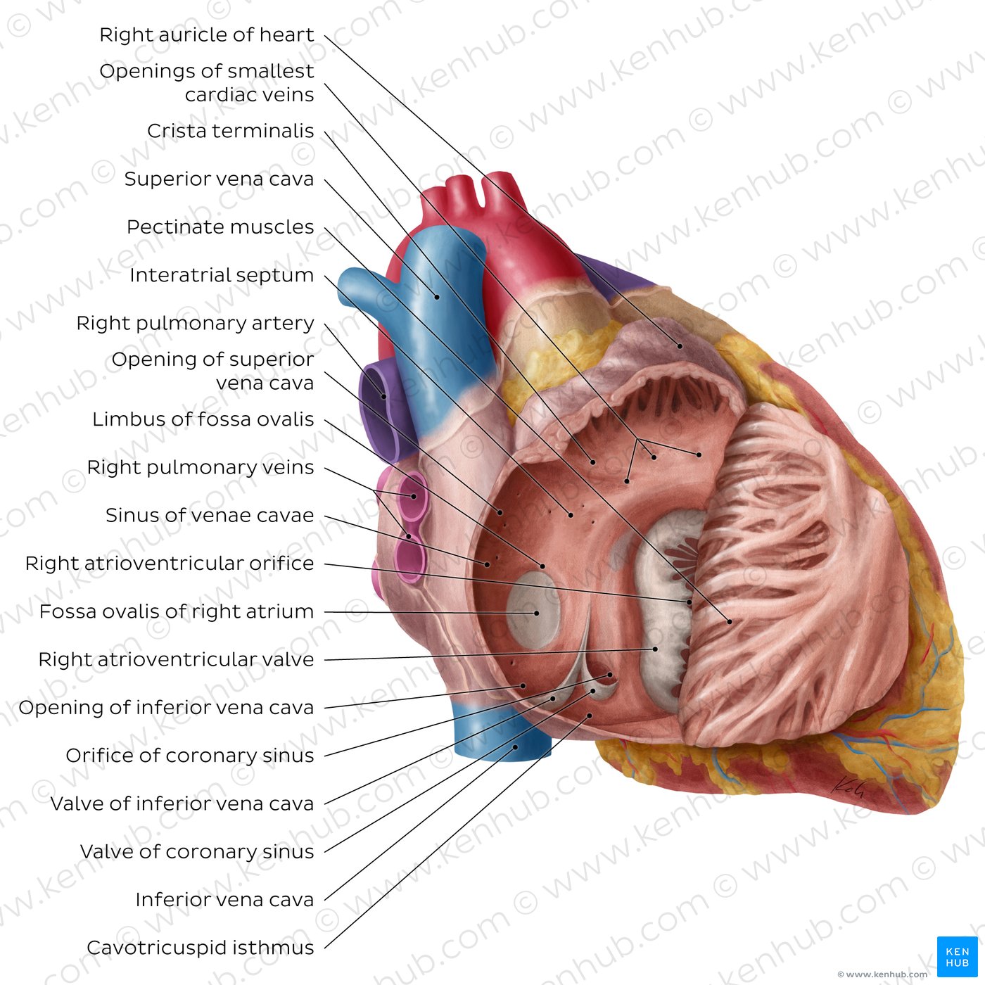Right atrium and ventricle of the heart (labeled)