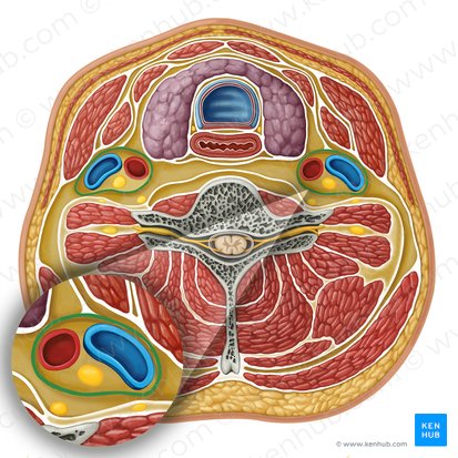 Bainha carotídea (Vagina carotica); Imagem: Irina Münstermann