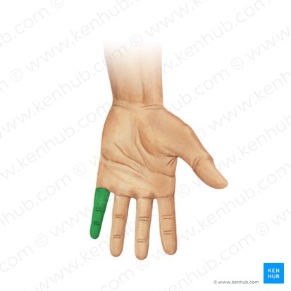 Little finger (Digitus minimus manus); Image: Paul Kim
